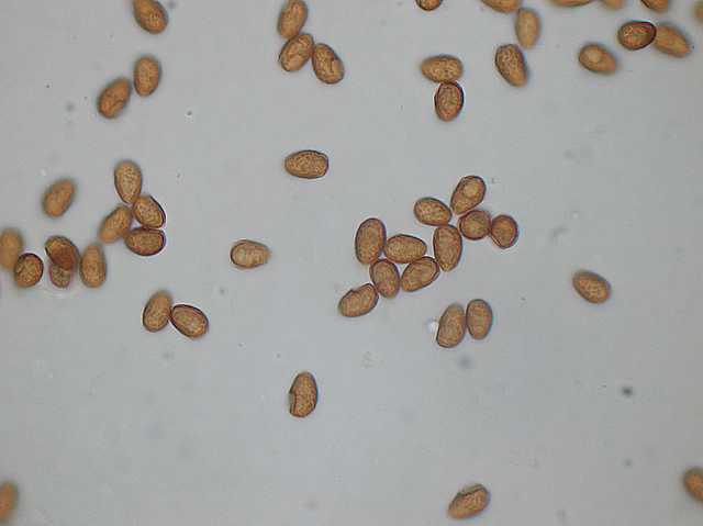 Galerina spec. Cod.DSCN 9112